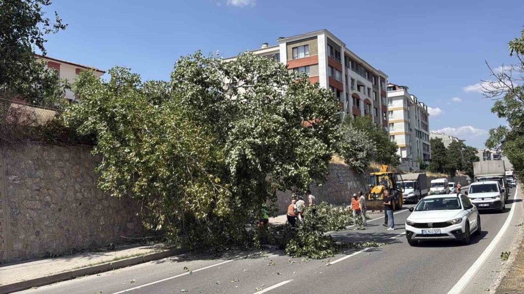 Eskişehir’de devrilen ağaç kara yolunu kısmen trafiğe kapattı