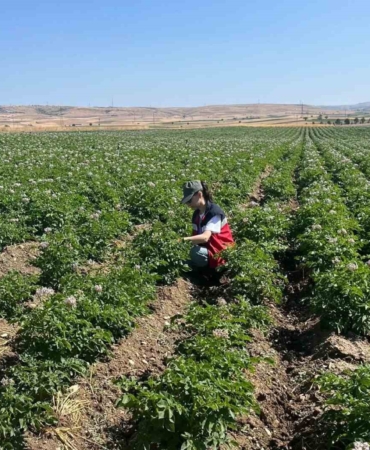 Kütahya’da patates tarlalarında bitki pasaportu denetimleri başladı