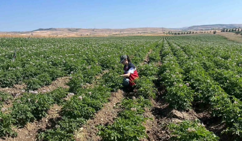 Kütahya’da patates tarlalarında bitki pasaportu denetimleri başladı