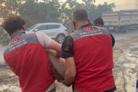 Yangın bölgesindeki hayvanlar güvenli alanlara tahliye edildi