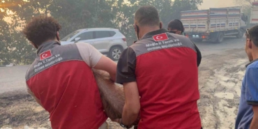 Yangın bölgesindeki hayvanlar güvenli alanlara tahliye edildi