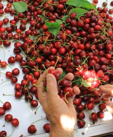 ABD ve Avrupa kirazda bu aromayı özellikle istiyor