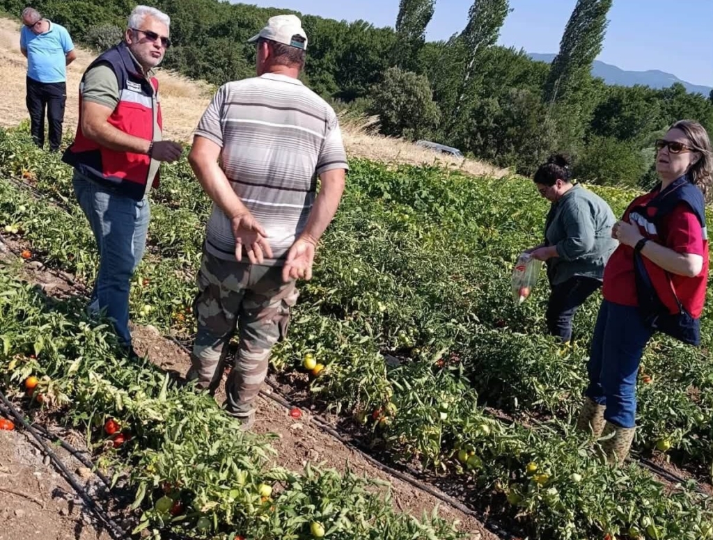 Gediz’de hasat öncesi domateslerde gıda güvenliği denetimi