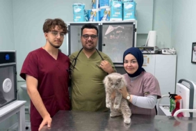 Veterinerde deprem etkisi yapan kedi Türkiye’nin gündeminde