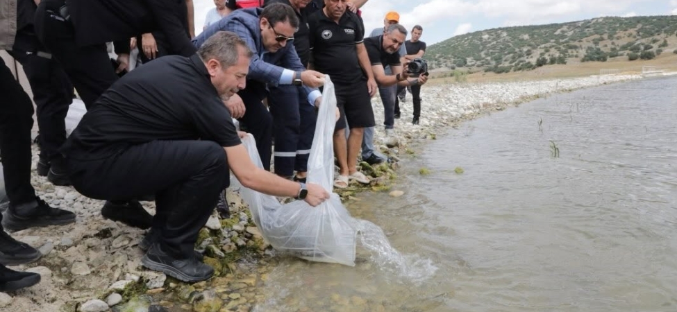 Kütahya’da Porsuk Barajı Göleti’ne 107 bin 500 balık yavrusu bırakıldı