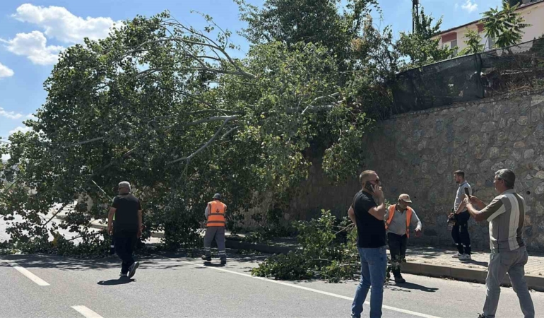 Eskişehir’de devrilen ağaç kara yolunu kısmen trafiğe kapattı