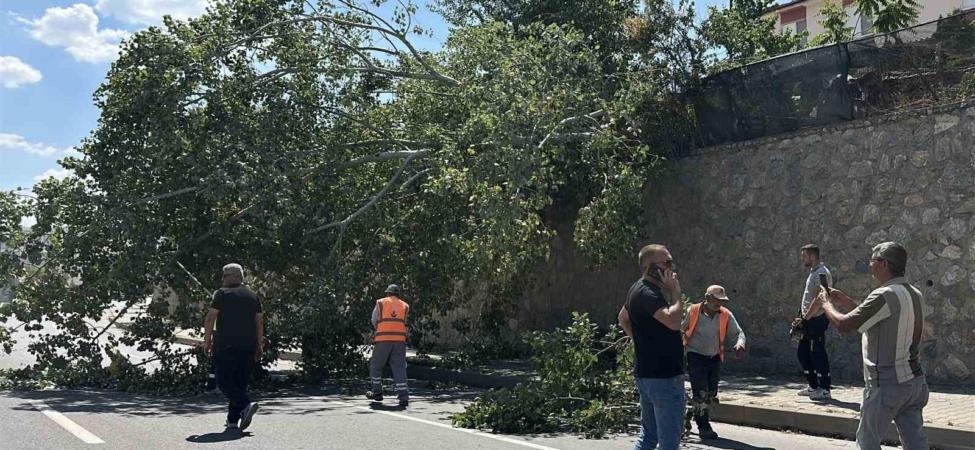 Eskişehir’de devrilen ağaç kara yolunu kısmen trafiğe kapattı