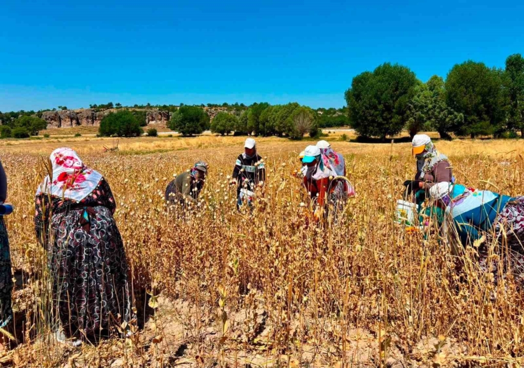 Haşhaş da hasat dönemi sürüyor