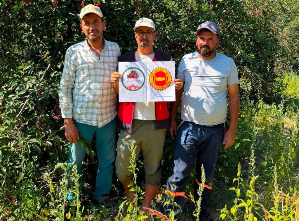 Şaphane vişnesi için tescil çalışmaları sürüyor