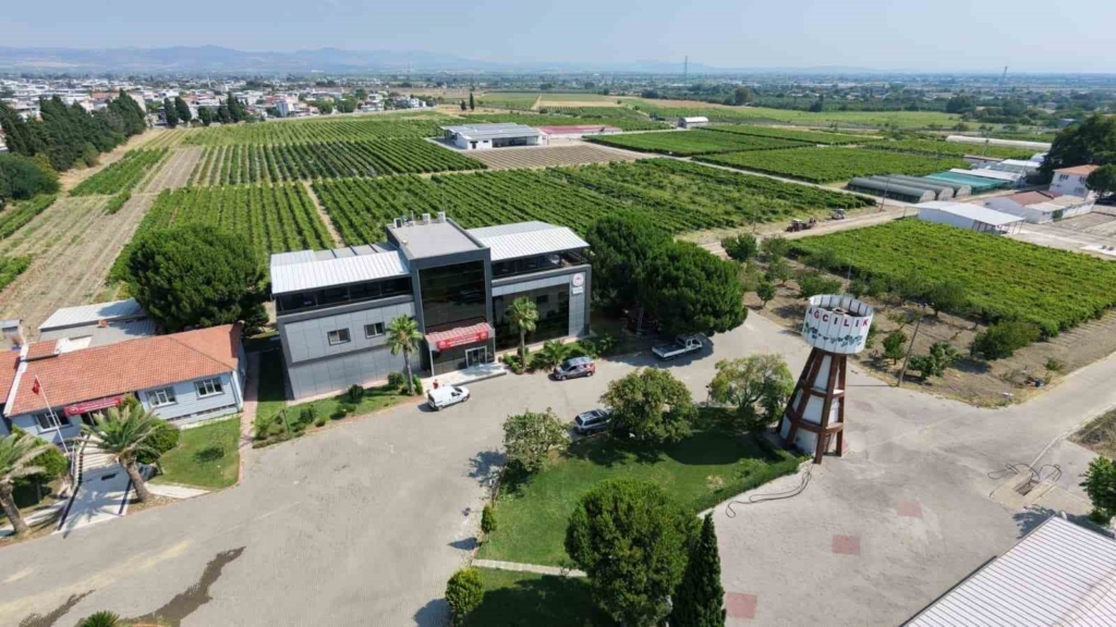 Manisa’da yaş üzüm hasadı başladı