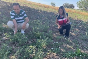 Simav’da TAKE Projesi kapsamındaki nohut üretimi yerinde incelendi