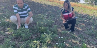 Simav’da TAKE Projesi kapsamındaki nohut üretimi yerinde incelendi