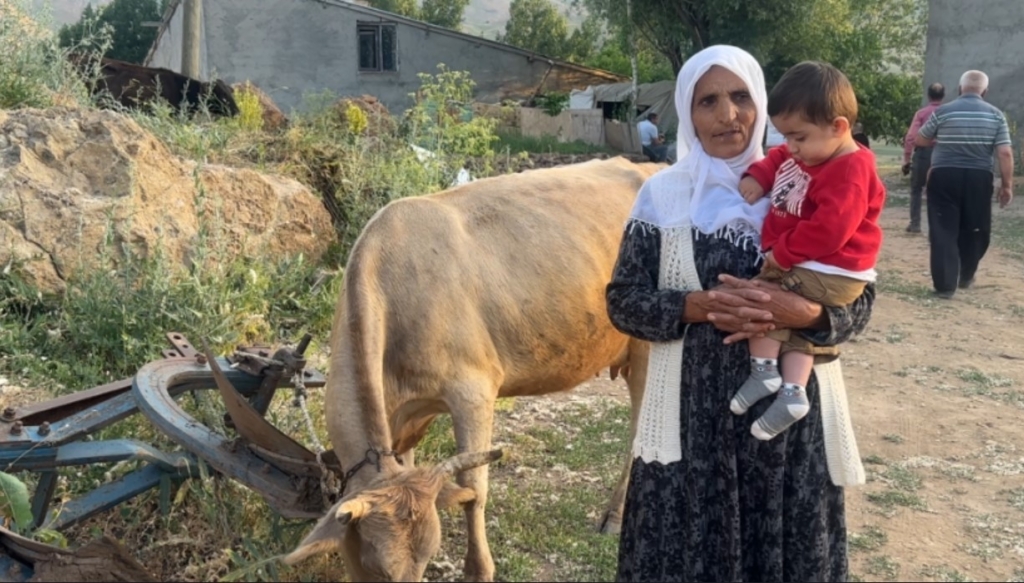 İhlas Haber Ajansı’nın haberi Ayni teyzenin yüzünü güldürdü: İnekler kendisine ulaştı