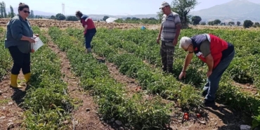 Gediz’de hasat öncesi domateslerde gıda güvenliği denetimi