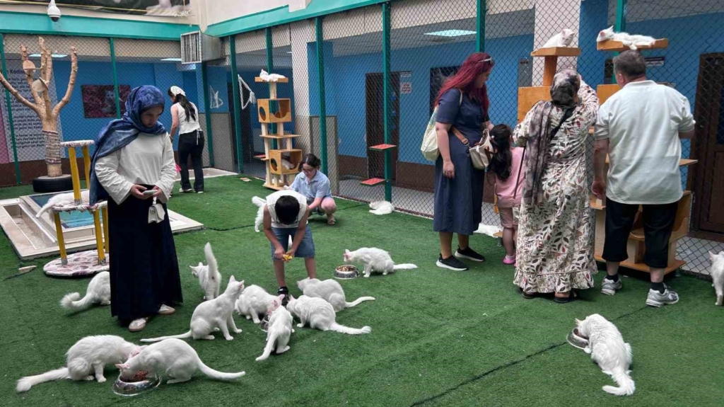 Yaz tatilinde dünyaca ünlü Van kedilerine ziyaretçi akını