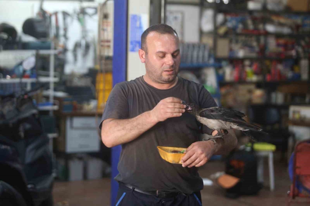 Karga ile tamircinin sıradışı dostluğu...Tamirhanede birlikte çalışıyorlar