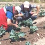 Kütahya’da karnabahar ve çörekotu üretimi denetlendi