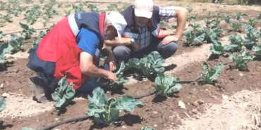 Kütahya’da karnabahar ve çörekotu üretimi denetlendi