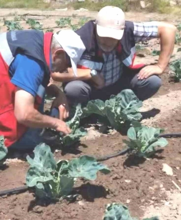 Kütahya’da karnabahar ve çörekotu üretimi denetlendi