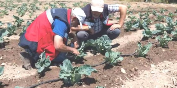 Kütahya’da karnabahar ve çörekotu üretimi denetlendi