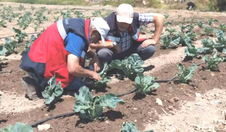Kütahya’da karnabahar ve çörekotu üretimi denetlendi