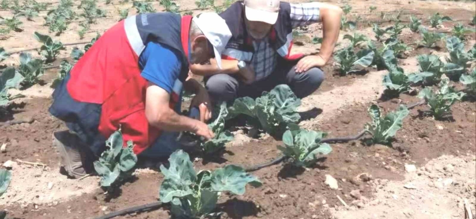 Kütahya’da karnabahar ve çörekotu üretimi denetlendi