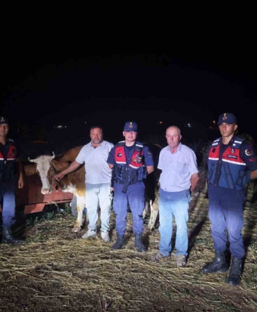 Kayıp büyükbaş hayvan jandarma tarafından bulundu
