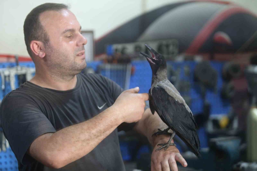 Karga ile tamircinin sıradışı dostluğu...Tamirhanede birlikte çalışıyorlar