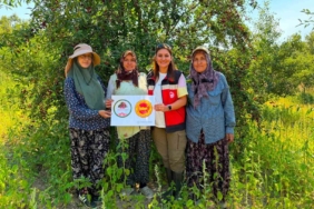 Şaphane vişnesi için tescil çalışmaları sürüyor
