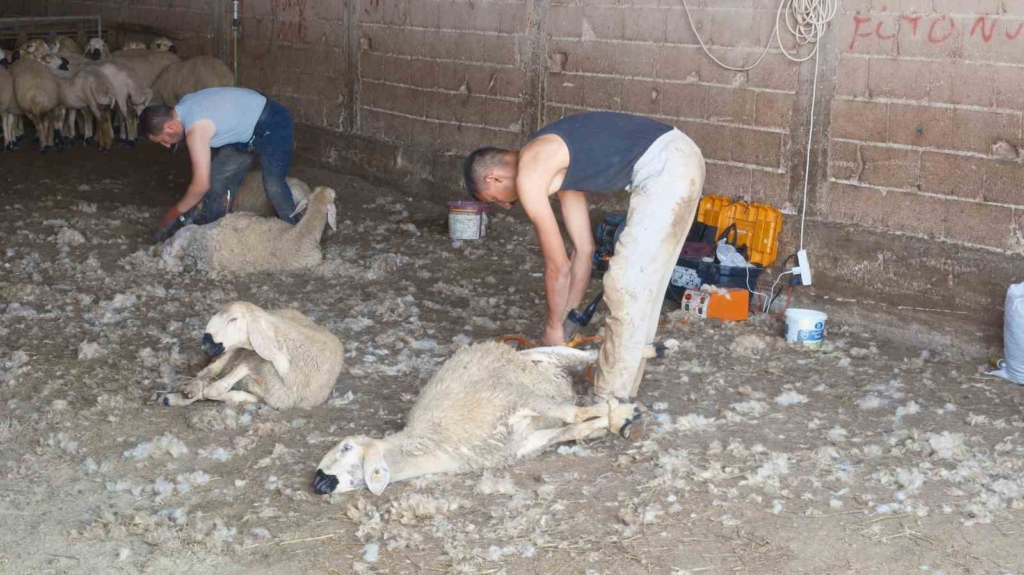 Kırkımcıların yaz sezonunda gelirleri genel müdür maaşını aratmıyor