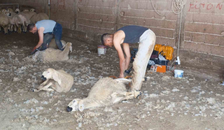 Kırkımcıların yaz sezonunda kişi başı geliri 250 bin liraya ulaşıyor