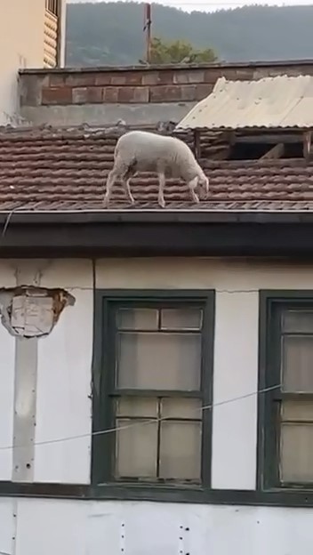 Çatıdaki koyunu görenler telefonuna sarıldı