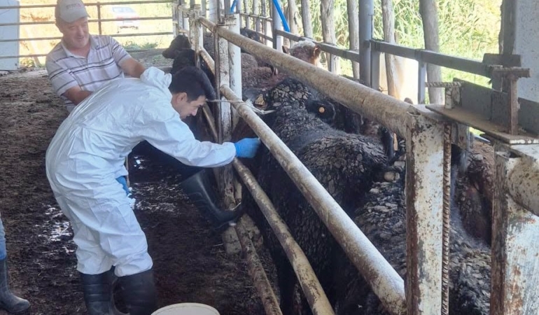 Uruguay’dan getirilen besilik sığırlar Simav’da sağlık kontrolünden geçiyor