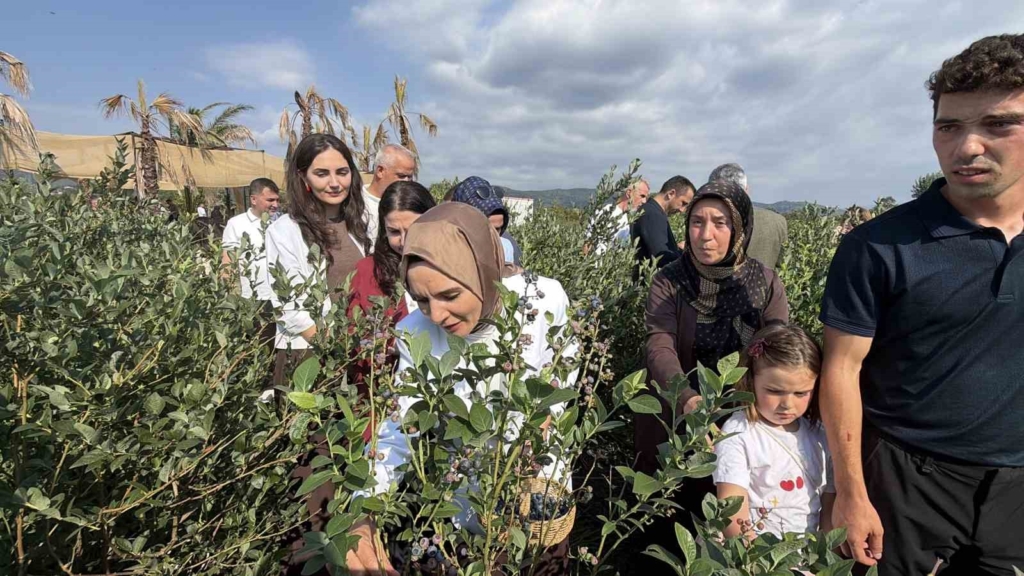 Bakan Göktaş Düzce’de yaban mersini topladı