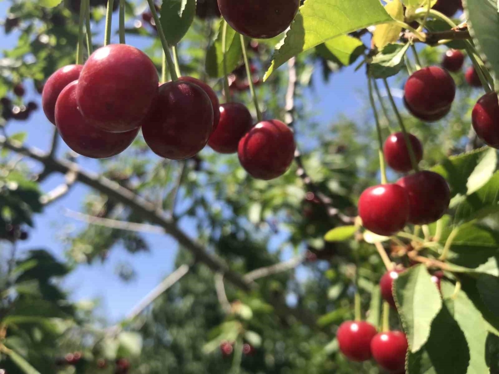 Stokların azlığı ve yüksek aroma tercihi Sultandağı vişnesini değerli yaptı