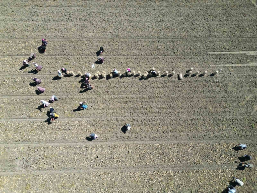 Patates üretiminde Türkiye’nin lokomotiflerinden Sandıklı’da hasat dönemi başladı
