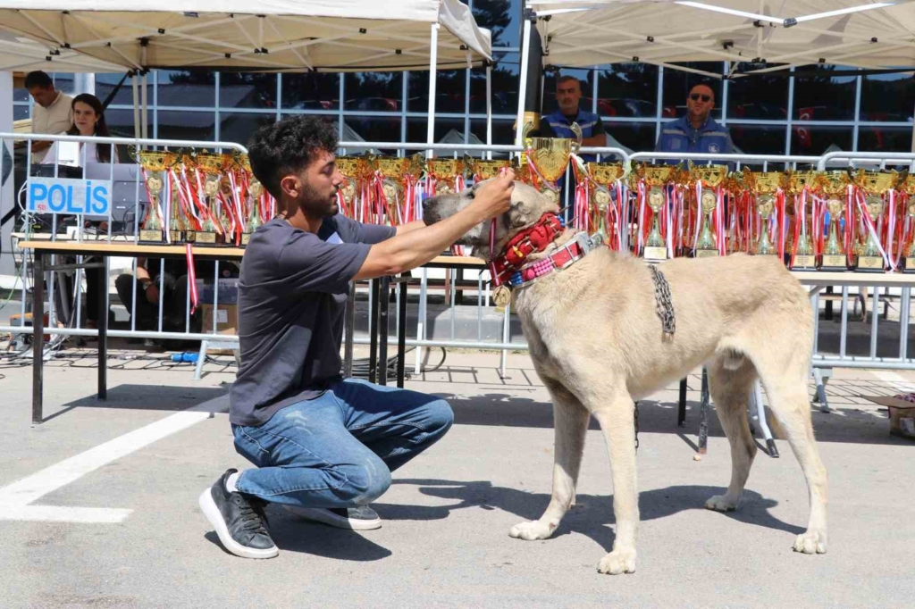 Dünyaca ünlü "Anadolu aslanları" güzellik yarışında kıyasıya yarıştı