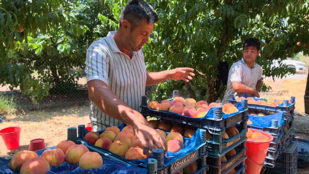 Gülaven şeftalisinin hasadı başladı