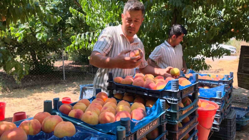 Gülaven şeftalisinin hasadı başladı