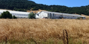 Bolu’da hindi çiftliğinde korkutan yangın: Facianın eşiğinden dönüldü