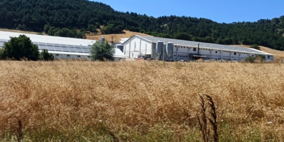 Bolu’da hindi çiftliğinde korkutan yangın: Facianın eşiğinden dönüldü