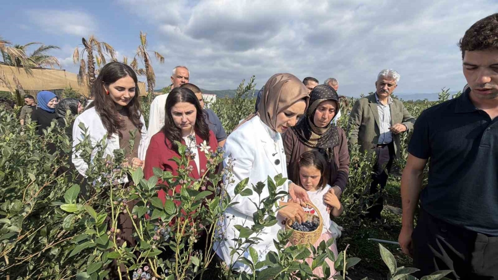Bakan Göktaş Düzce’de yaban mersini topladı
