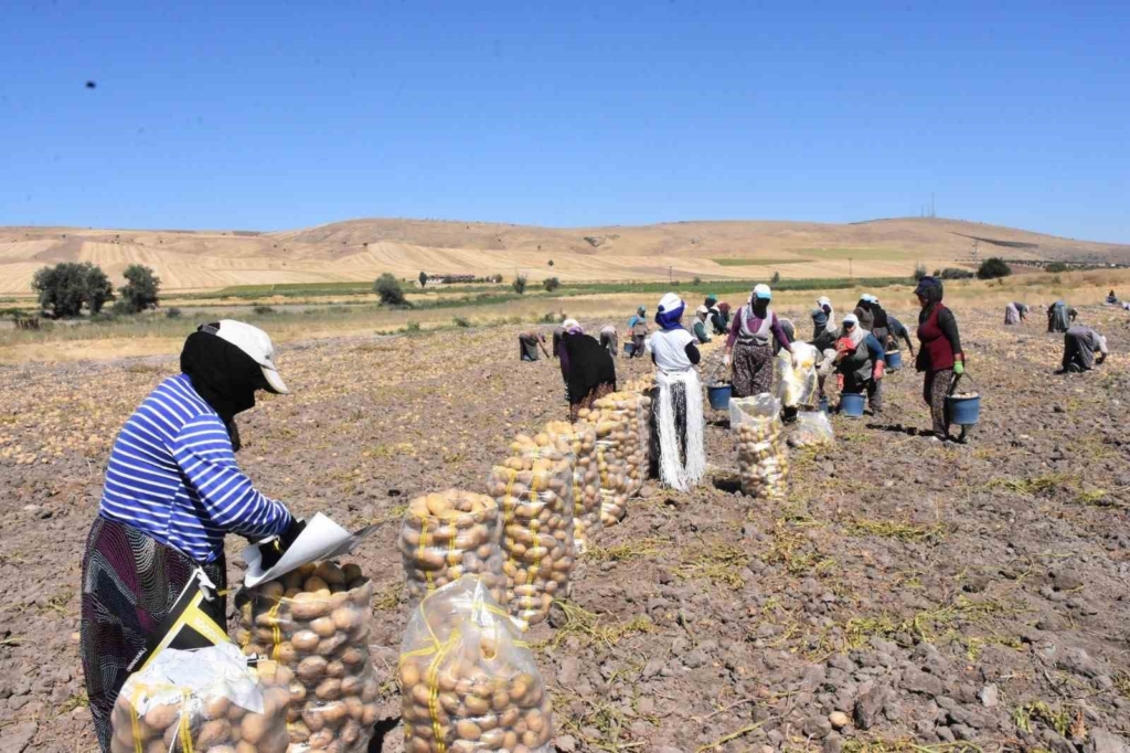 Patates üretiminde Türkiye’nin lokomotiflerinden Sandıklı’da hasat dönemi başladı