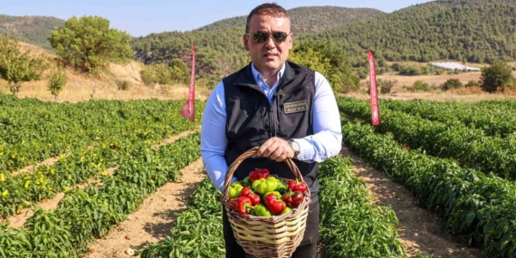 Coğrafi işaretli Kamber Biberi’nde hasat başladı