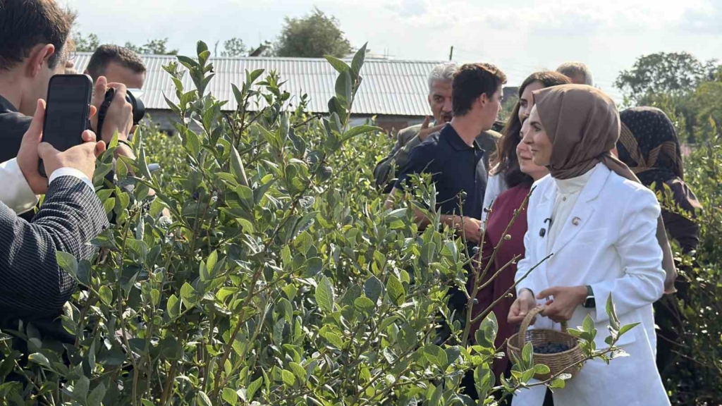 Bakan Göktaş Düzce’de yaban mersini topladı