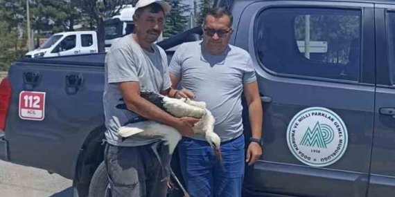 Yaralı leylek koruma altına alındı