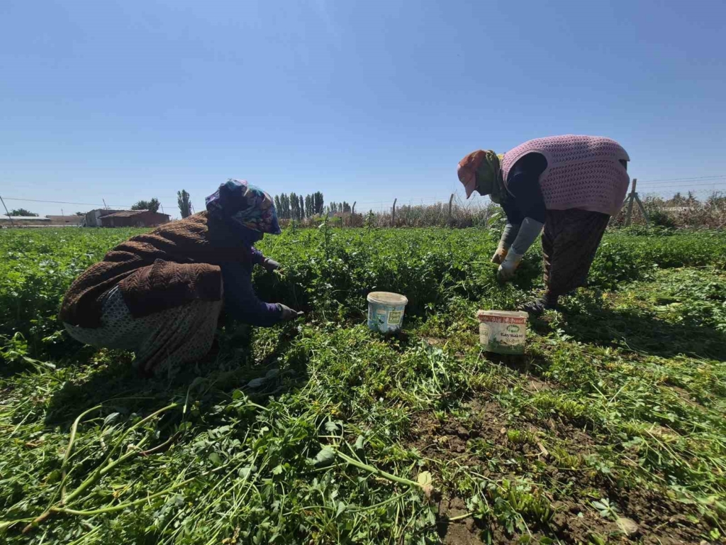 Maydanoz tarlasının emekçi kadınları