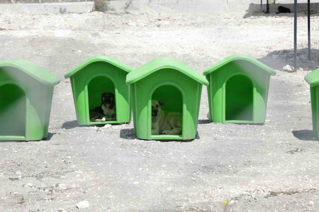 Emet Sahipsiz Hayvan Bakımevi hizmete açıldı