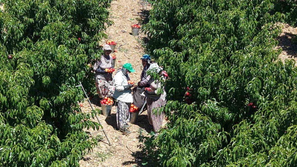 İznikli nektarin üreticisinden fiyat tepkisi
