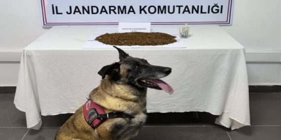 Jandarma ekiplerinden uyuşturucu operasyonu, 361 gram bonzai ele geçirildi